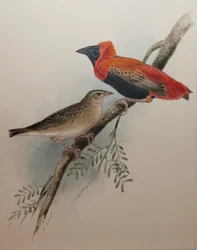 Euplecte à Croupion Rouge, 1834